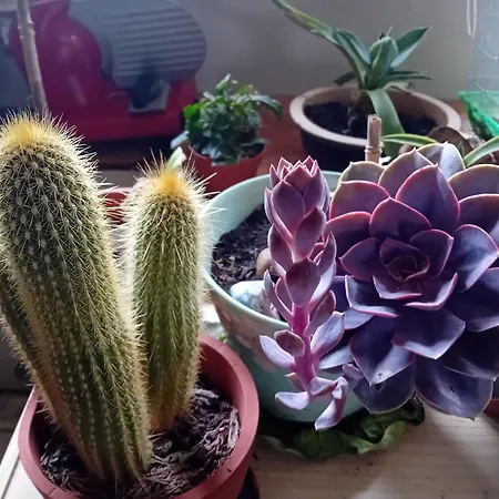 Mi Corazon Huisnummer 122 De Panne