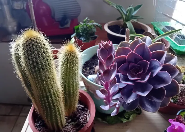 Mi Corazon Huisnummer 122 De Panne